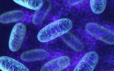 Causes of Aging: Mitochondrial Dysfunction