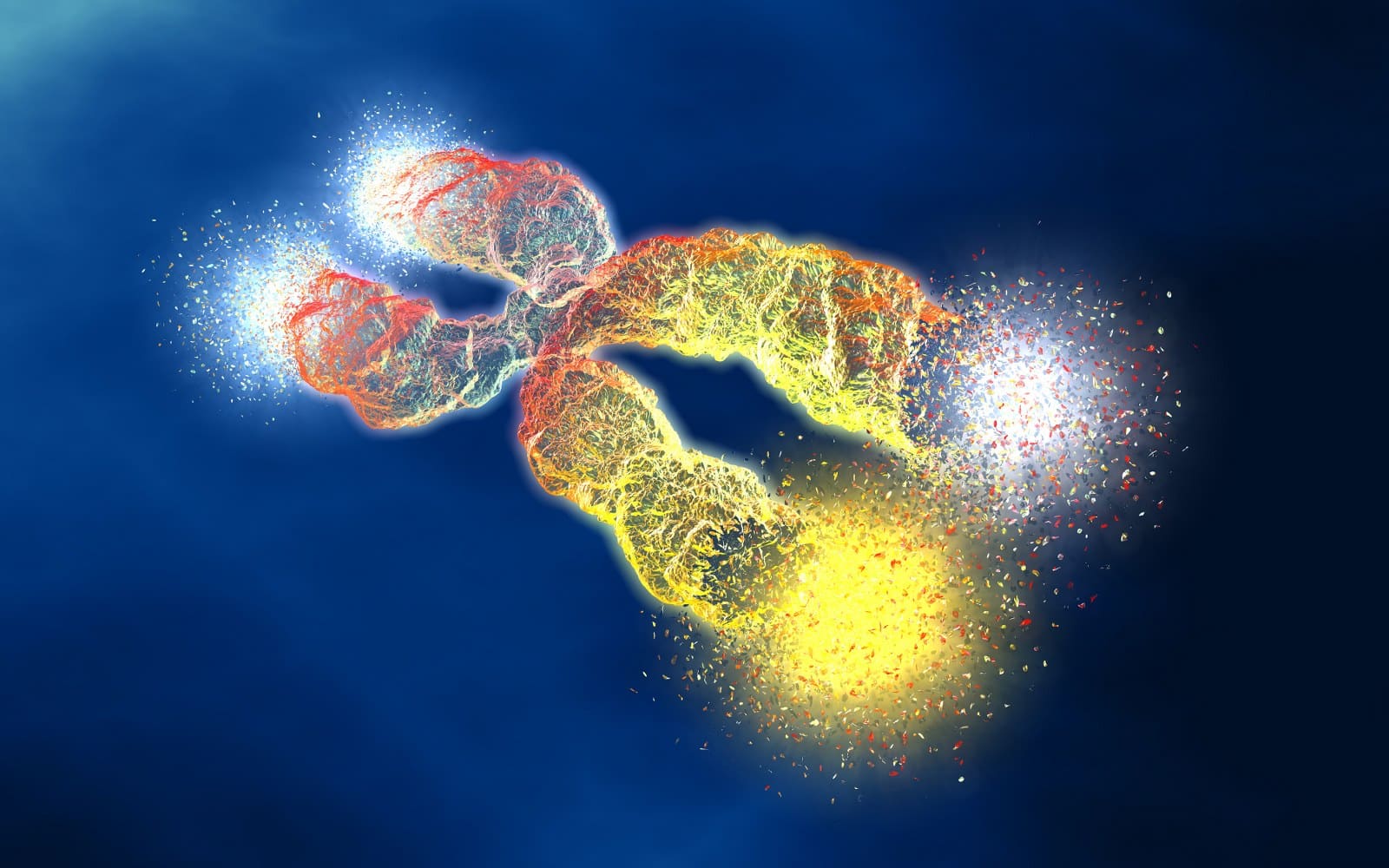 Telomere chromosomes telomere shortening