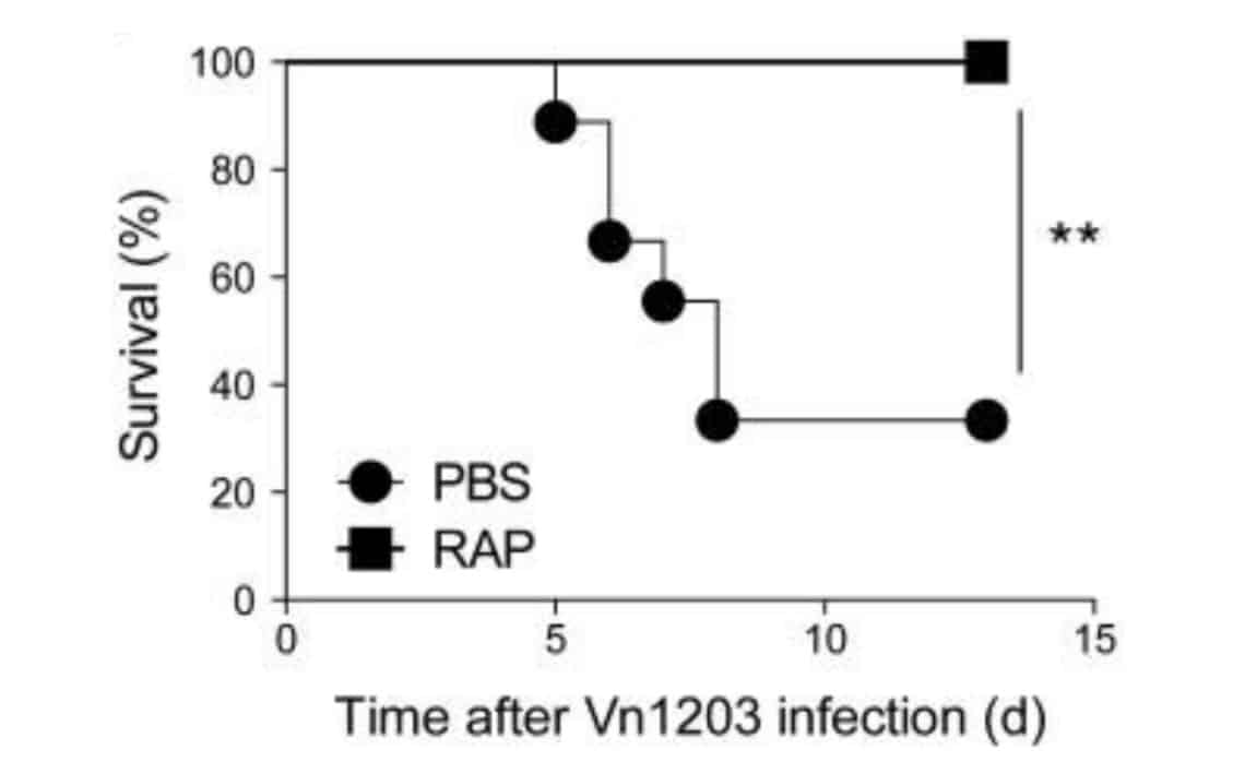 Rapamycin improves survival for influenza infection lethal challenge