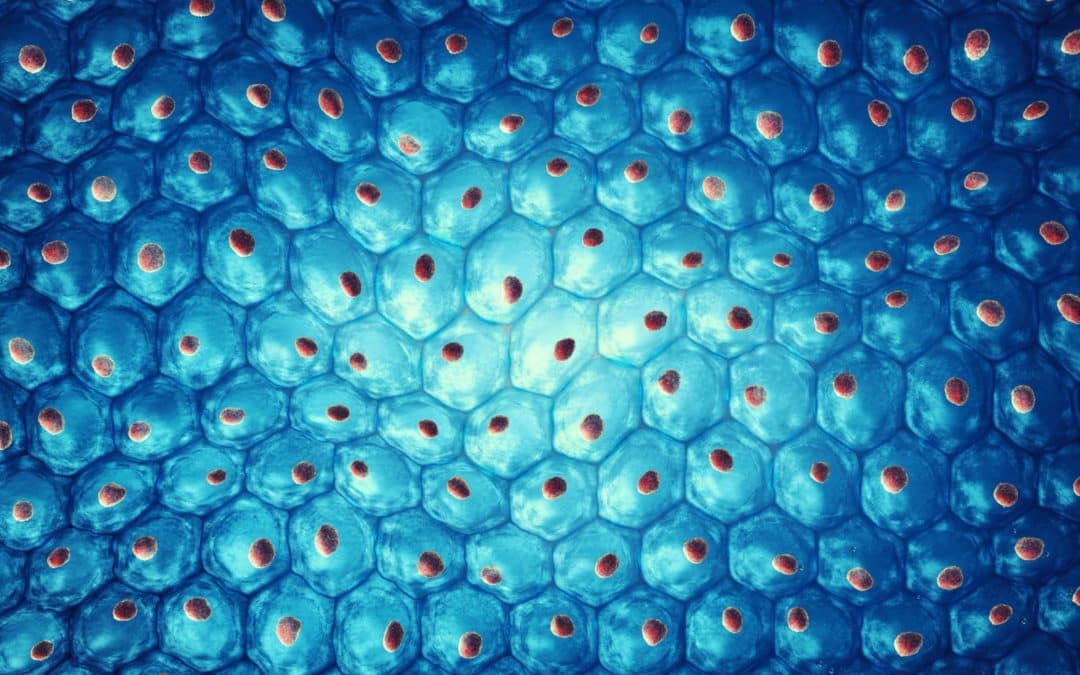 Causes of Aging: Senescent Cells