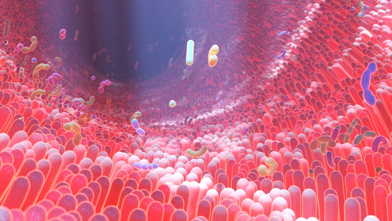 microbiome bacteria inside gut